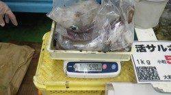 周参見地磯の釣果！　アオリイカ7ハイ計5.9kg！