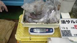 周参見地磯の釣果！　アオリイカ7ハイ計5.…