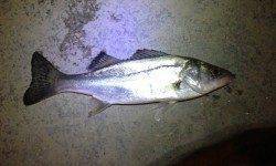 舞洲にてアジングの仕掛けでチーバスがヒット