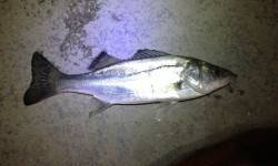 舞洲にてアジングの仕掛けでチーバスがヒット…