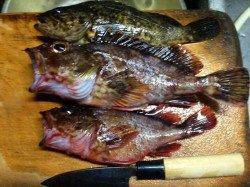 二見港周辺で穴釣り、良型ガシラがひそむポイントは・・・