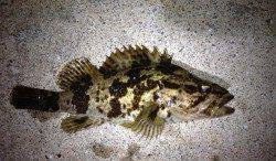 暴風極寒の中メバリング、風裏で底をトレースしてタケノコメバル