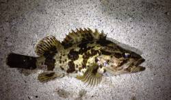 暴風極寒の中メバリング、風裏で底をトレース…