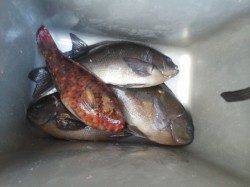 周参見の大岸でフカセ釣り、グレ・イガミ・サンノジ