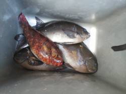 周参見の大岸でフカセ釣り、グレ・イガミ・サ…