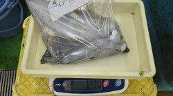 白浜町椿袋の地磯、アジ10匹で1.27ｋ頭にアオリ5杯の釣果☆