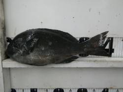 口和深でフカセ釣り　40cm頭に16枚