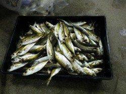 みなべ堺漁港でアジが大漁！