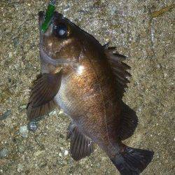 りんくう周辺で良型メバル♪　今日はグリーンの日でした！