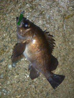 りんくう周辺で良型メバル♪　今日はグリーンの日でした！