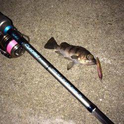 プラグで明暗の境を狙いメバルをGET！