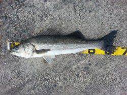 回遊性のシーバスの引きを味わえました！