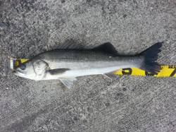 回遊性のシーバスの引きを味わえました！