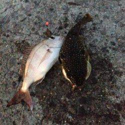 深日港で投げ釣り、カレイは3月まで諦めます