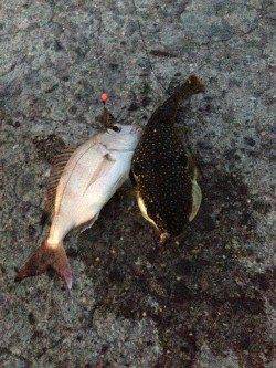 深日港で投げ釣り、カレイは3月まで諦めます