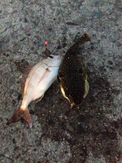 深日港で投げ釣り、カレイは3月まで諦めます…