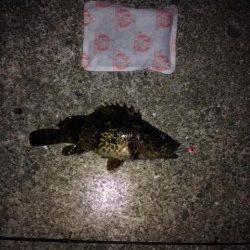 根に入ったガシラとの勝負! 新浜漁港のロックフィッシュゲーム