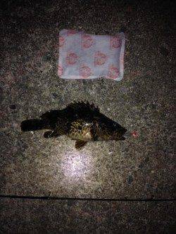 根に入ったガシラとの勝負! 新浜漁港のロックフィッシュゲーム