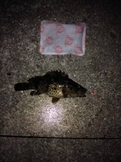 根に入ったガシラとの勝負！ 新浜漁港のロッ…