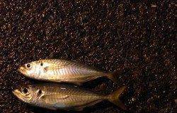 舞島周辺でアジング、潮の変化を探してナイスな釣果♪