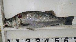 やりました！ 白浜地磯でヒラスズキをキャッチ