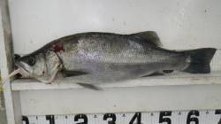 やりました！ 白浜地磯でヒラスズキをキャッ…