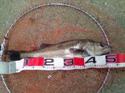 西宮浜のエビ撒き釣りでハネ&セイゴ