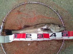 西宮浜のエビ撒き釣りでハネ&セイゴ…