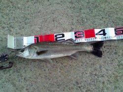 エビ撒きハネ釣り 感度の良いウキで前アタリを見逃さないで