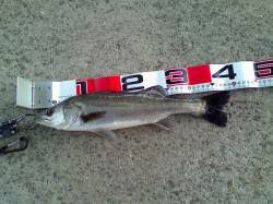 エビ撒きハネ釣り 感度の良いウキで前アタリ…