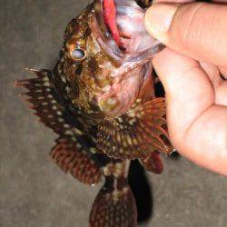 ボトムすれすれをリトリーブでガシラがヒット!