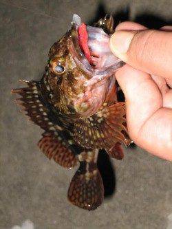 ボトムすれすれをリトリーブでガシラがヒット!