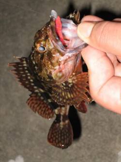 ボトムすれすれをリトリーブでガシラがヒット…