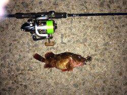 雪の降る中島埠頭にて短い時合にメバル2匹とバラシ2回