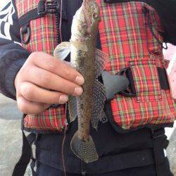 新浜漁港　ちょい投げ＆ガシリング釣行でガシラ4尾