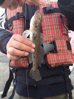 新浜漁港　ちょい投げ＆ガシリング釣行でガシラ4尾