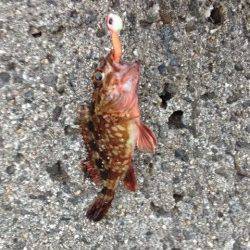 新浜漁港でのガシリング釣果