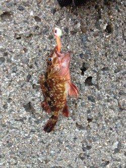 新浜漁港でのガシリング釣果