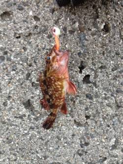 新浜漁港でのガシリング釣果