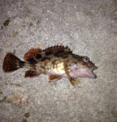 アジの姿見えず・・・ガシラをキャッチ&リリースして帰路に