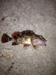 アジの姿見えず・・・ガシラをキャッチ&リリースして帰路に