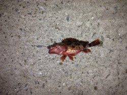 和歌浦雑賀崎を中心にランガン、アジング釣行