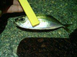 レギュラーサイズ１匹、厳しい状況の南港アジング