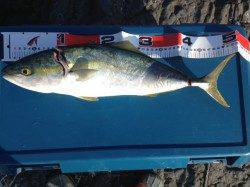 田辺沖磯、ショアジギングでハマチの釣果☆