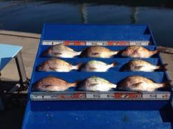 マリーナシティ海洋釣り堀、マダイ好調でした…