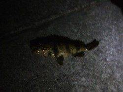 南芦屋浜で初ガシリングにチャレンジ