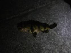 南芦屋浜で初ガシリングにチャレンジ