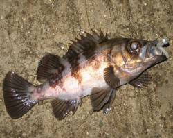 中層付近いい感じの流れの中でメバルがヒット…