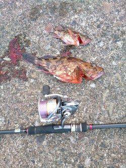 和歌山串本にて朝マズメのイカ・メバル・ガシラ 狙いの釣行