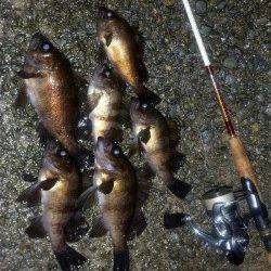 りんくう周辺で良型メバル♪　今日はグリーンの日でした！